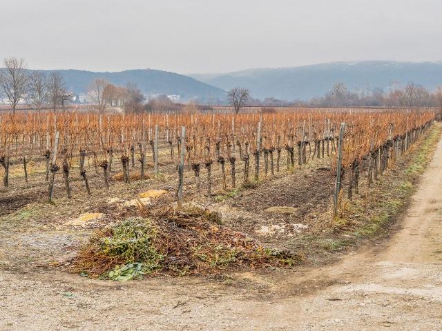 Gewerbliche Nutzung Als Gasthaus / Heuriger oder Für Bauträger im Weinort Sooss