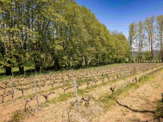 Mas viticole et ses dépendances sur 20 ha