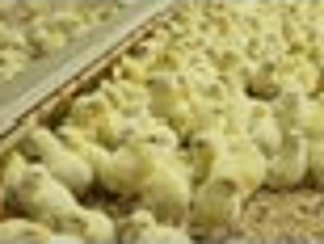 Auckland Poultry & Lifestyle