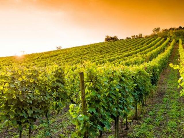 autorizzazione vigneti e diritti