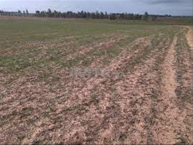 Aux environs de Benguerir, terrain agricole équipé BENGUERIR