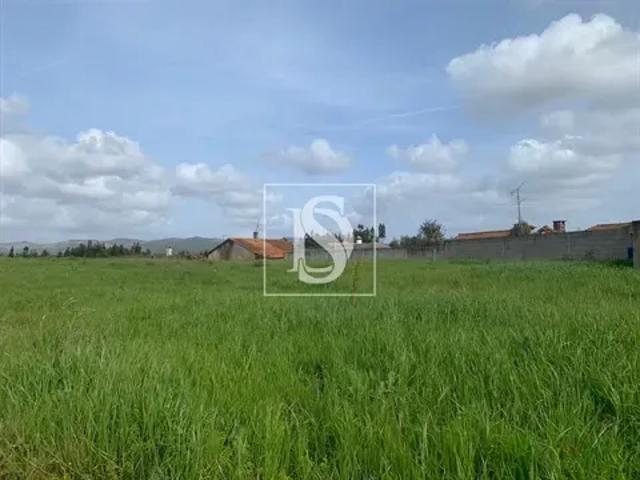 Aveiro Anadia 103541194