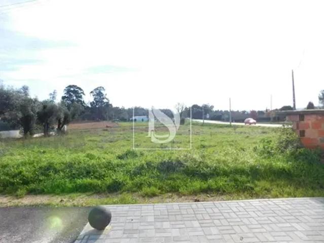 Aveiro Anadia 103557337