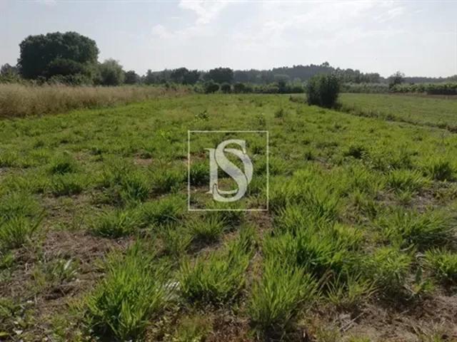 Aveiro Oliveira do Bairro 103556933