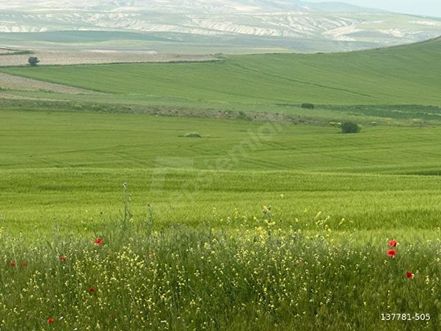 Ayaş Sinanlı Hocasinan'da satılık tarla