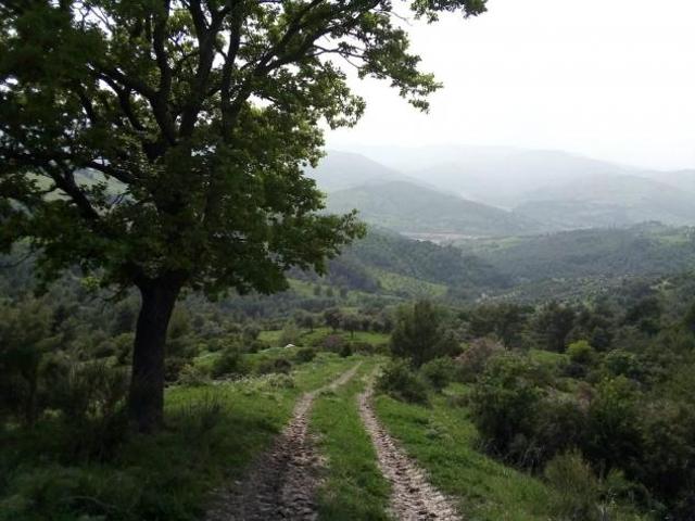 Azienda Agricola Oriolo. Rif.: 33789
