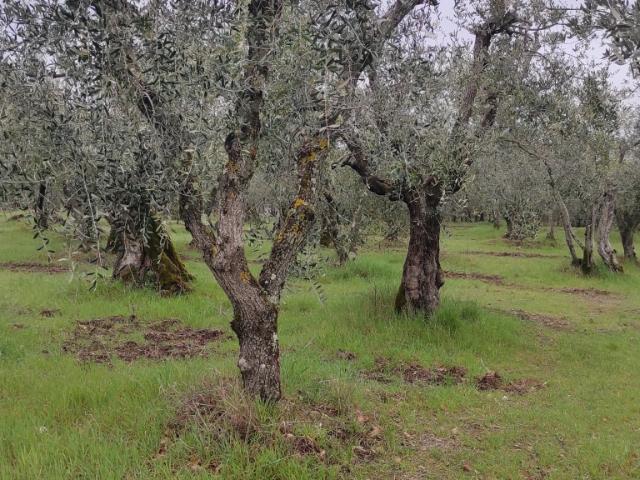 AZIENDA AGRICOLA in VENDITA a TREQUANDA