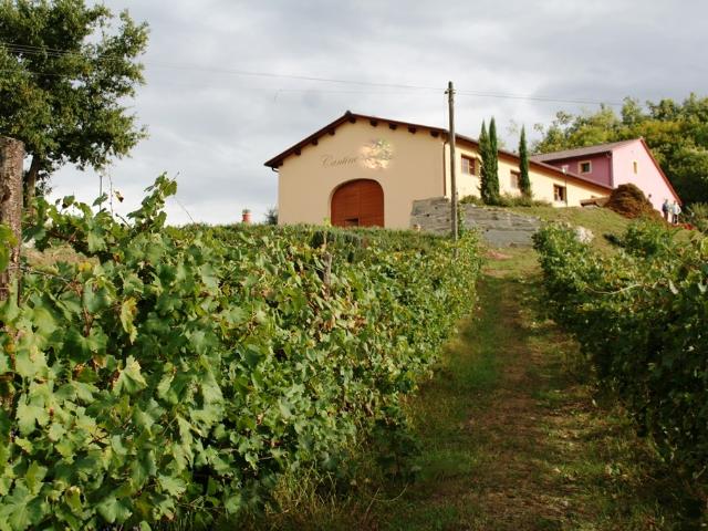 AZIENDA AGRICOLA in VENDITA a BUCINE LEVANE
