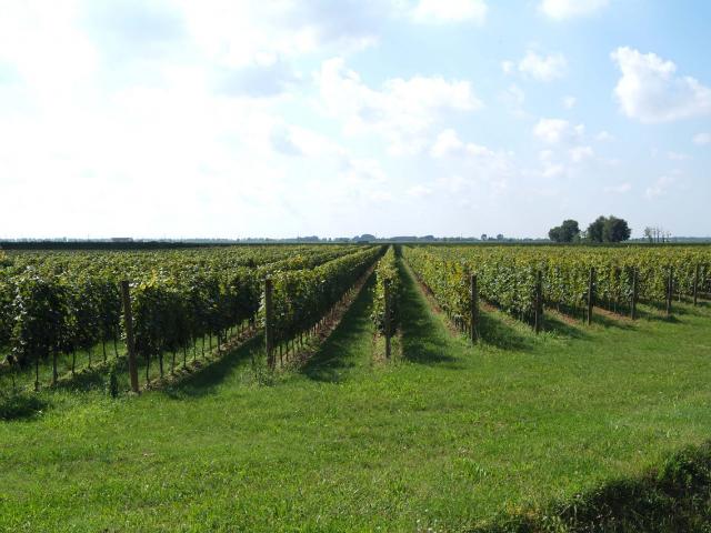 AZIENDA AGRICOLA in VENDITA a CASTAGNETO CARDUCCI