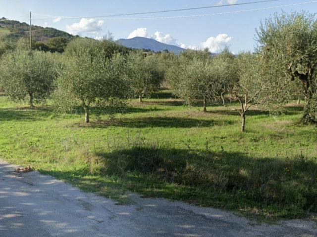 AZIENDA AGRICOLA in VENDITA a CASTELL'AZZARA SELVENA