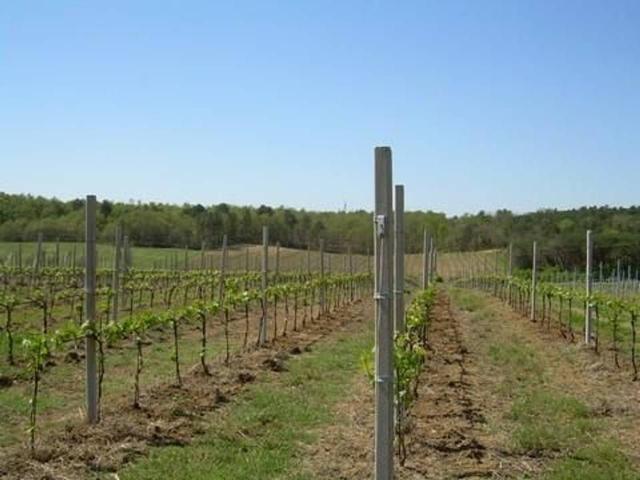 Azienda agricola in vendita a Castiglione Del Lago