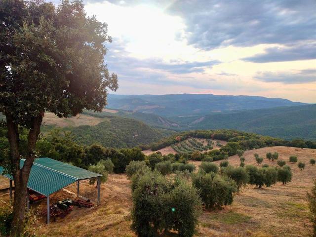 Azienda agricola in vendita a Castiglione D'Orcia