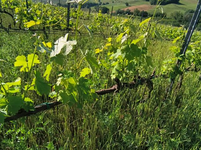 AZIENDA AGRICOLA in VENDITA a CINIGIANO BORGO SANTA RITA