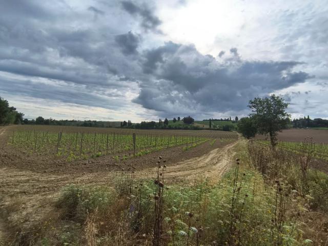 AZIENDA AGRICOLA in VENDITA a MONTALCINO
