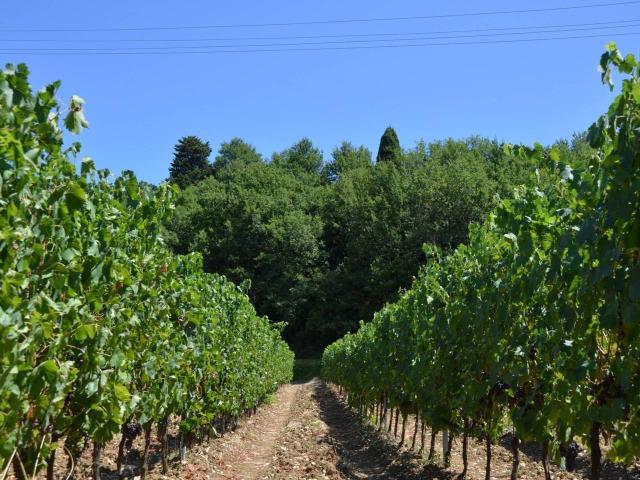 Azienda agricola in vendita a Montespertoli