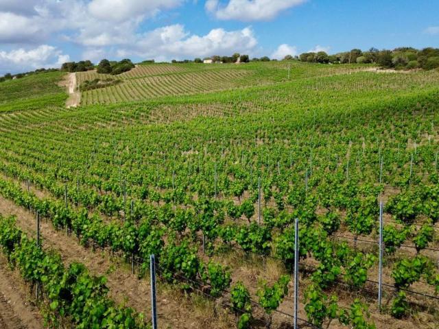 Azienda agricola in vendita a Olbia