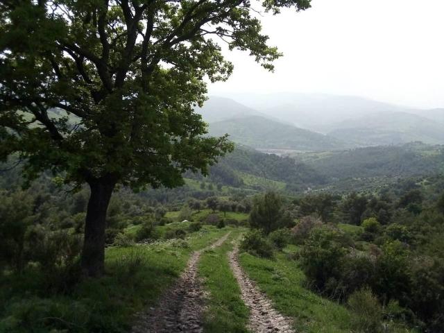 Azienda agricola in vendita a Oriolo
