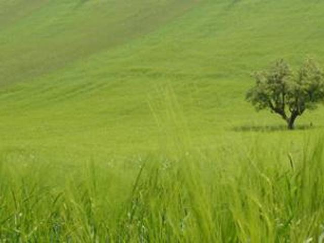 Azienda Agricola in vendita a Petritoli
