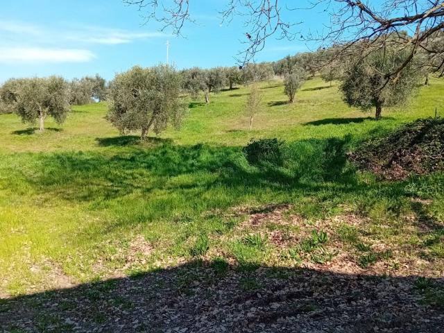 AZIENDA AGRICOLA in VENDITA a ROCCASTRADA