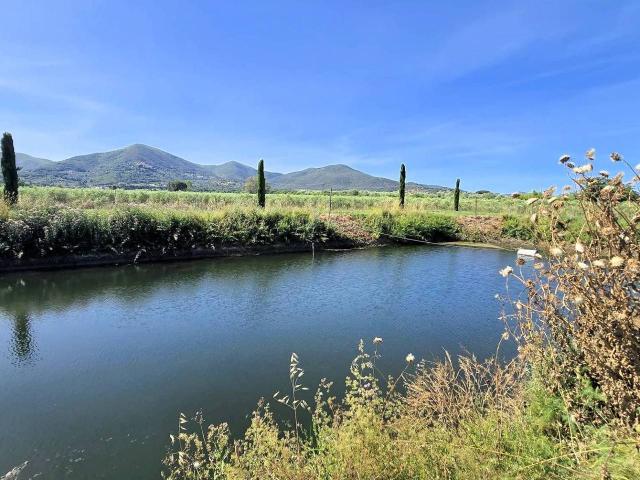 Azienda agricola in vendita a Scarlino