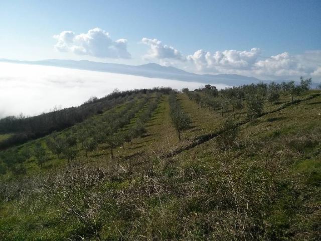 AZIENDA AGRICOLA in VENDITA a SAN CASCIANO DEI BAGNI LOC. LAGO ELVELLA