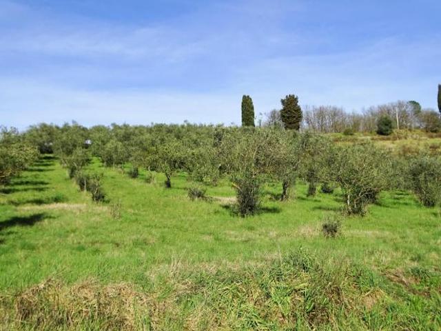 Azienda agricola in vendita a San Miniato 128781 mq Rif: 1104665