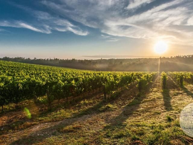 Azienda Vitivinicola i Due Laghi · Mon221 515m² Montalcino