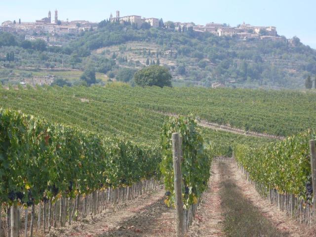Azienda Vitivinicola Il Nettare 2, Montalcino Toscana 680m² Montalcino