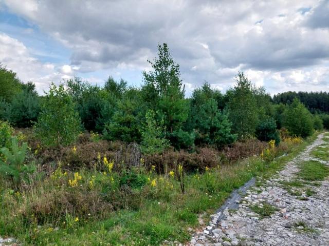 Błotnia 3 004 m², Błotnia
