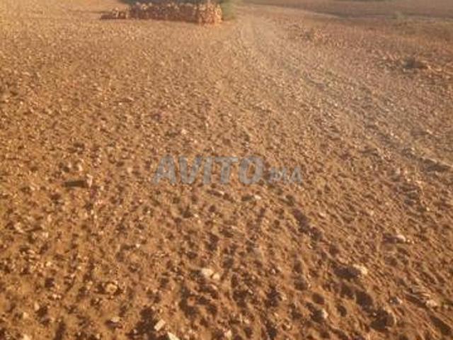 بيع أرض فلاحية نواحي الصويرة