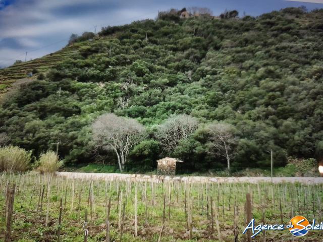 Banyuls sur Mer Vente Terrain 66