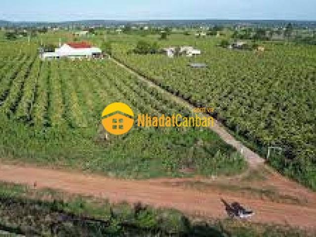 Bán 2700m2 đất hàm thuận bắc đối diện safari rạng đông giá 681 triệu