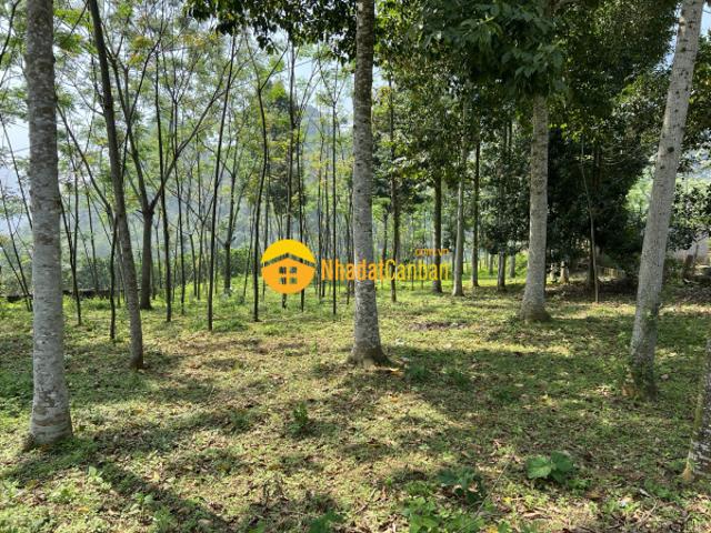 Bán gấp lô đất dt 2778m2 nằm trong khu vực nhiều homestay nhất kim bôi