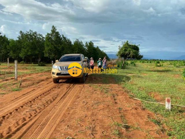 Bán lô đất 2100m2 ngay đường trần khánh linh, đối diện farm bình sơn, sổ hồng riêng, lh 0937251