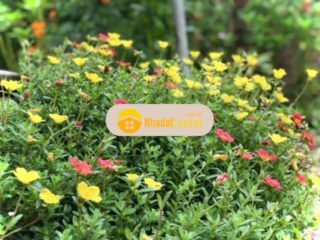 Bán nhà vườn tại đô lương bắc sơn sóc sơn hn