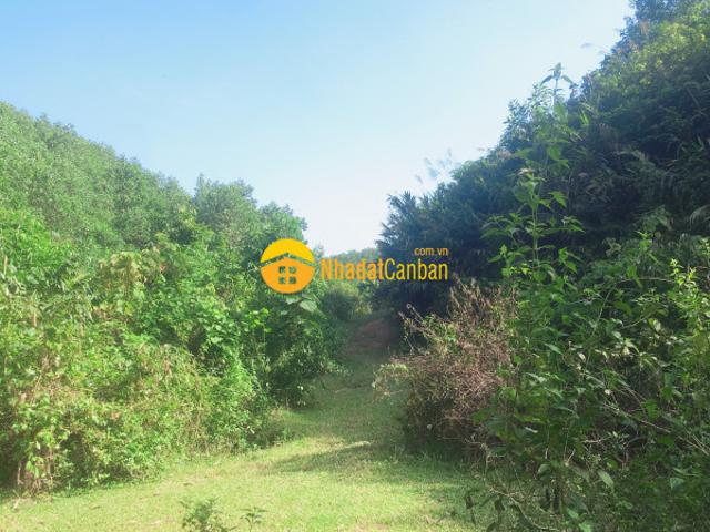 Bán nhanh 10ha đất du lịch nghỉ dưỡng, gần sân golf lương sơn hòa bình