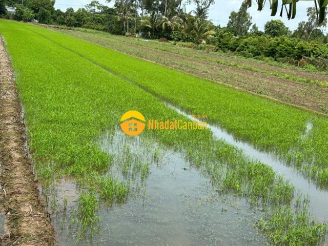 Bán đất 3 công đất xã mỹ hoà hưng, tp long xuyên shr chỉ 750 triệu. Lh0977226