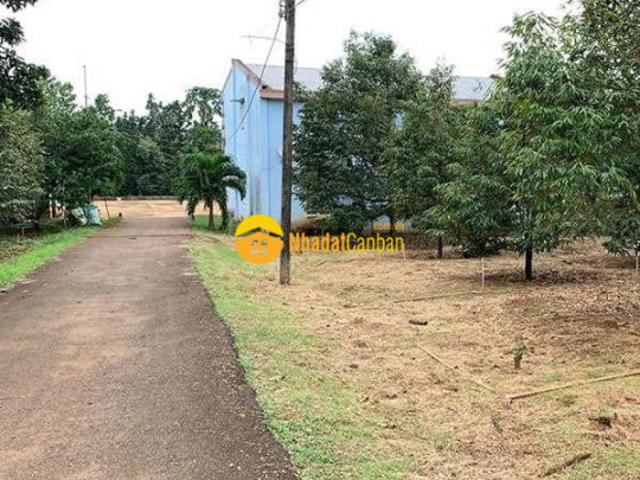 Bán đất tặng vườn sầu riêng giá siêu tốt thích hợp xây nghỉ dưỡng. Lh0335993