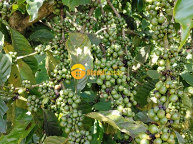 Bán đất vườn cafe xã ninh gia, đức trọng, lâm đồng dt 1.1hecta bán chỉ 4.2 tỷ tl