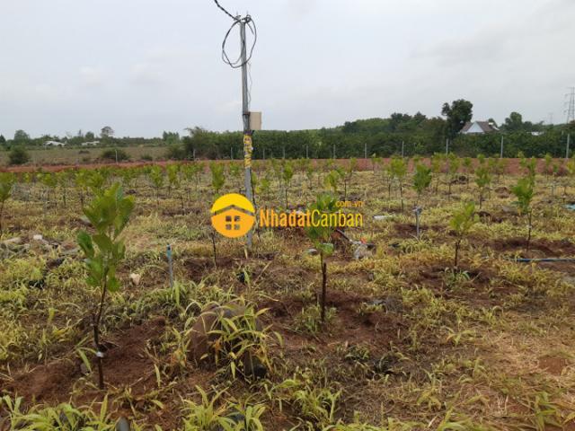 Bán đất vườn mít xã hưng thịnh, trảng bom. Đồng nai