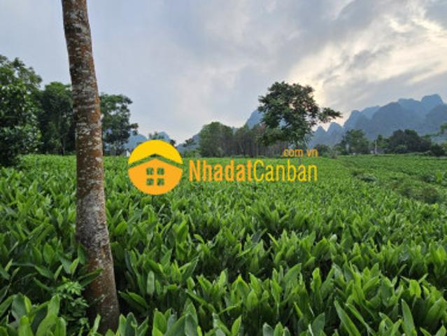 Bán đất lương sơn, hòa bình 3176m2, giá 5,5 tỷ