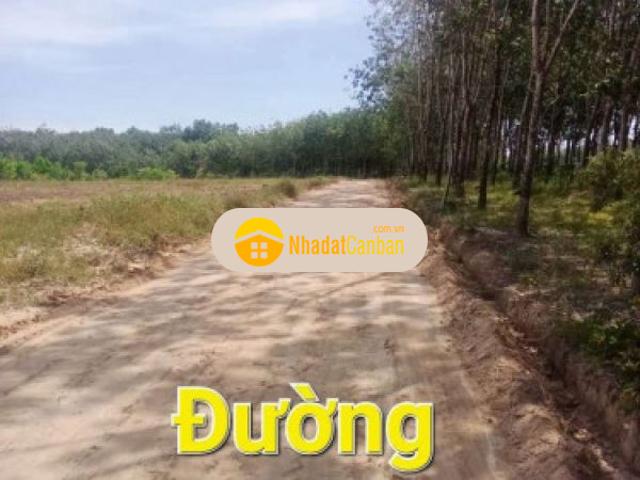 Bán đất mt qh 12m 5m x 50m thổ cư