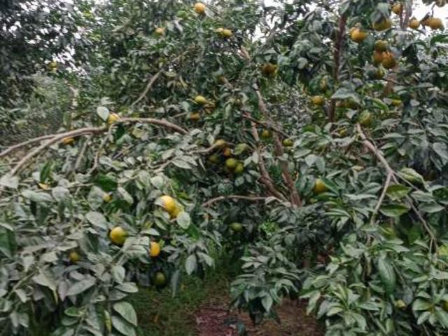 Bán trang trại tổng hợp tại Đô Lương, Nghệ An, giá tốt