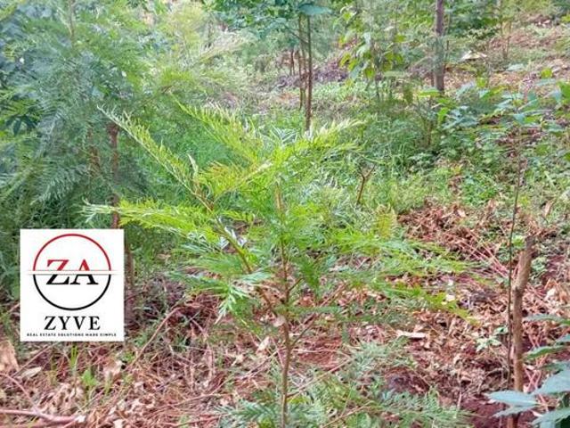 BANANA Kasphat Estate: 50 X 100 eighth Acre Plot – For Sale