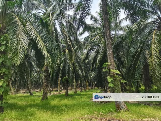 BANDAR KLUANG