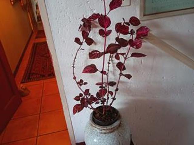 Bachelor apartment in Groenkloof