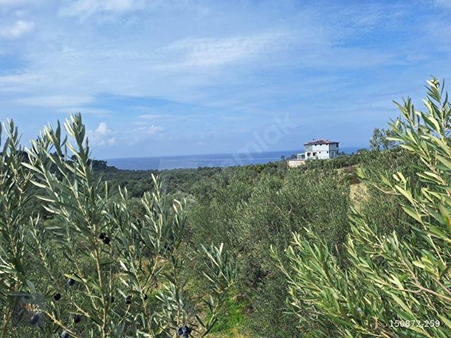 Bademli'de Panaromik Deniz Manzaralı Satılık Zeytinli Tarla