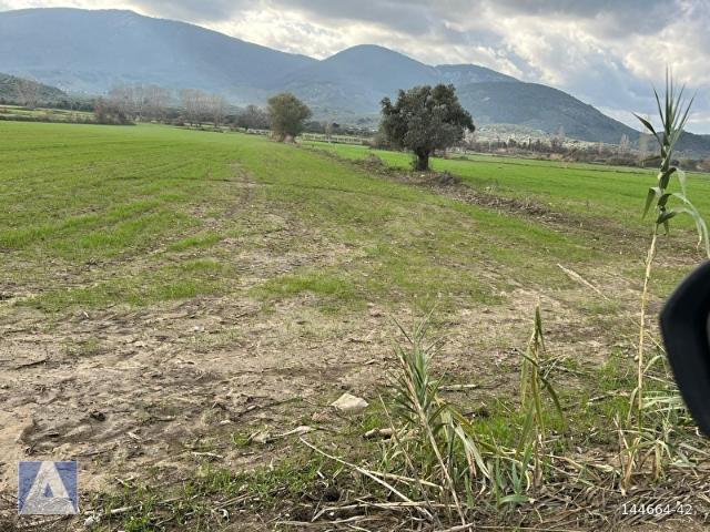 Bafa Satılık kadastral yol cepheli zeytinlik