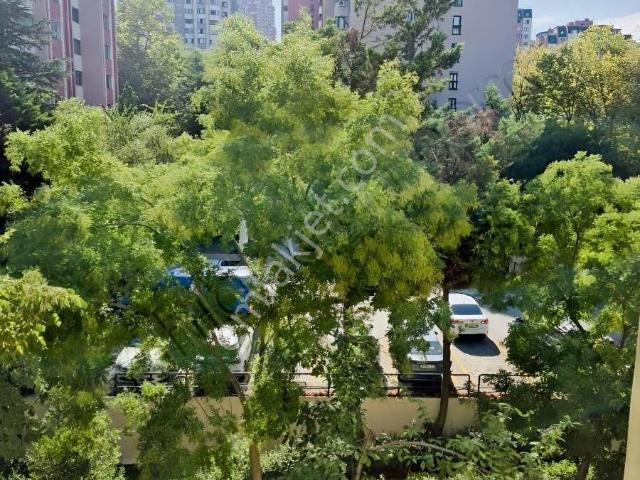 Bahçeşehir Çınar B Tipi 3+1 Daire