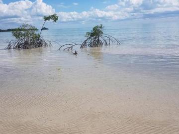 Bahia lagartos